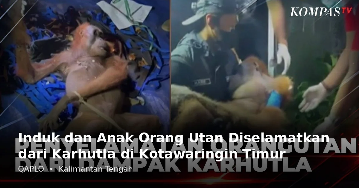 Terjerat dan Terpapar Asap Karhutla, Induk dan Anak Orang Utan di Kotim Berhasil Diselamatkan
